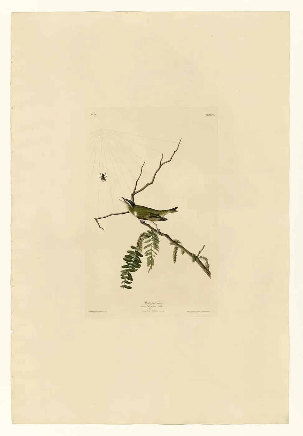 Red-eyed Vireo (Vireo olivaceus) by John James Audubon, canvas print