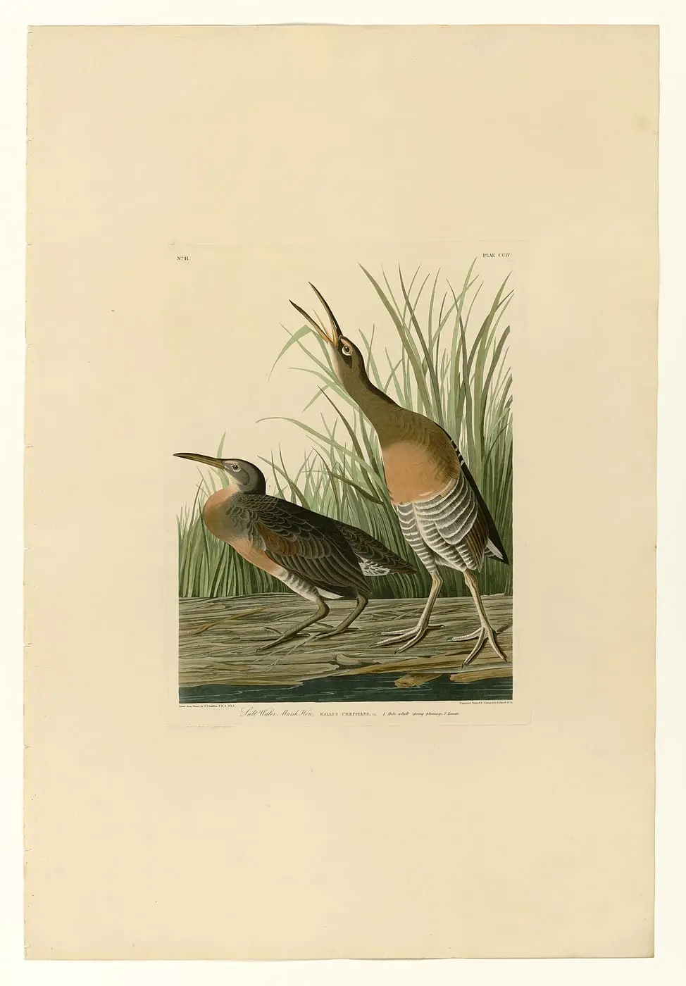 Salt Water Marsh Hen (Rallus crepitans) by John James Audubon, canvas print