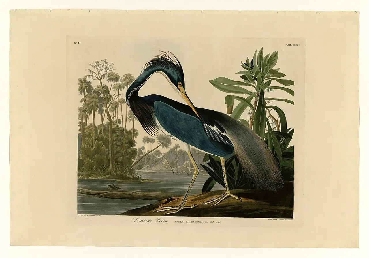 Louisiana Heron (Egretta tricolor) by John James Audubon, canvas print