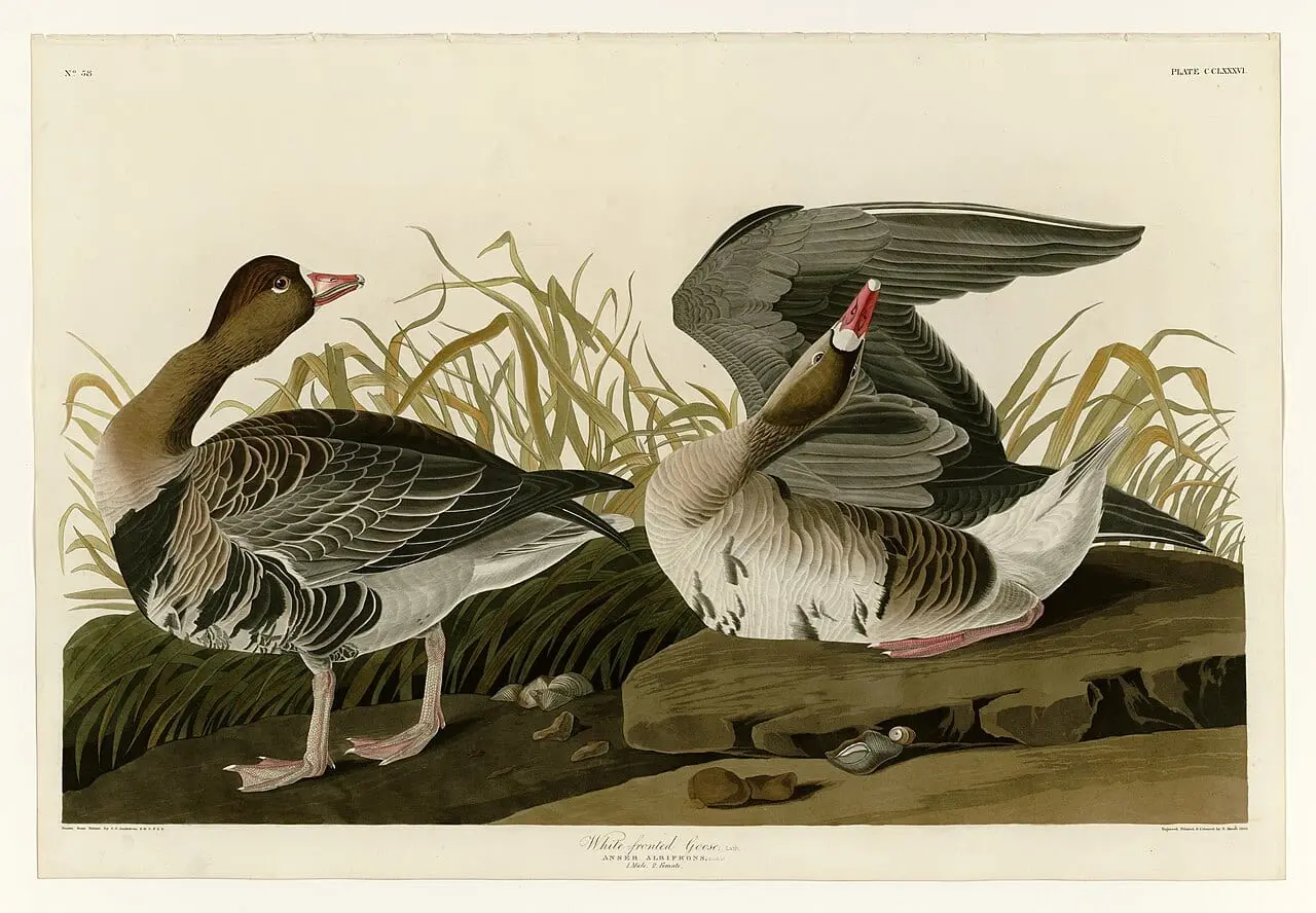 White-fronted Goose (Anser albifrons) by John James Audubon, canvas print