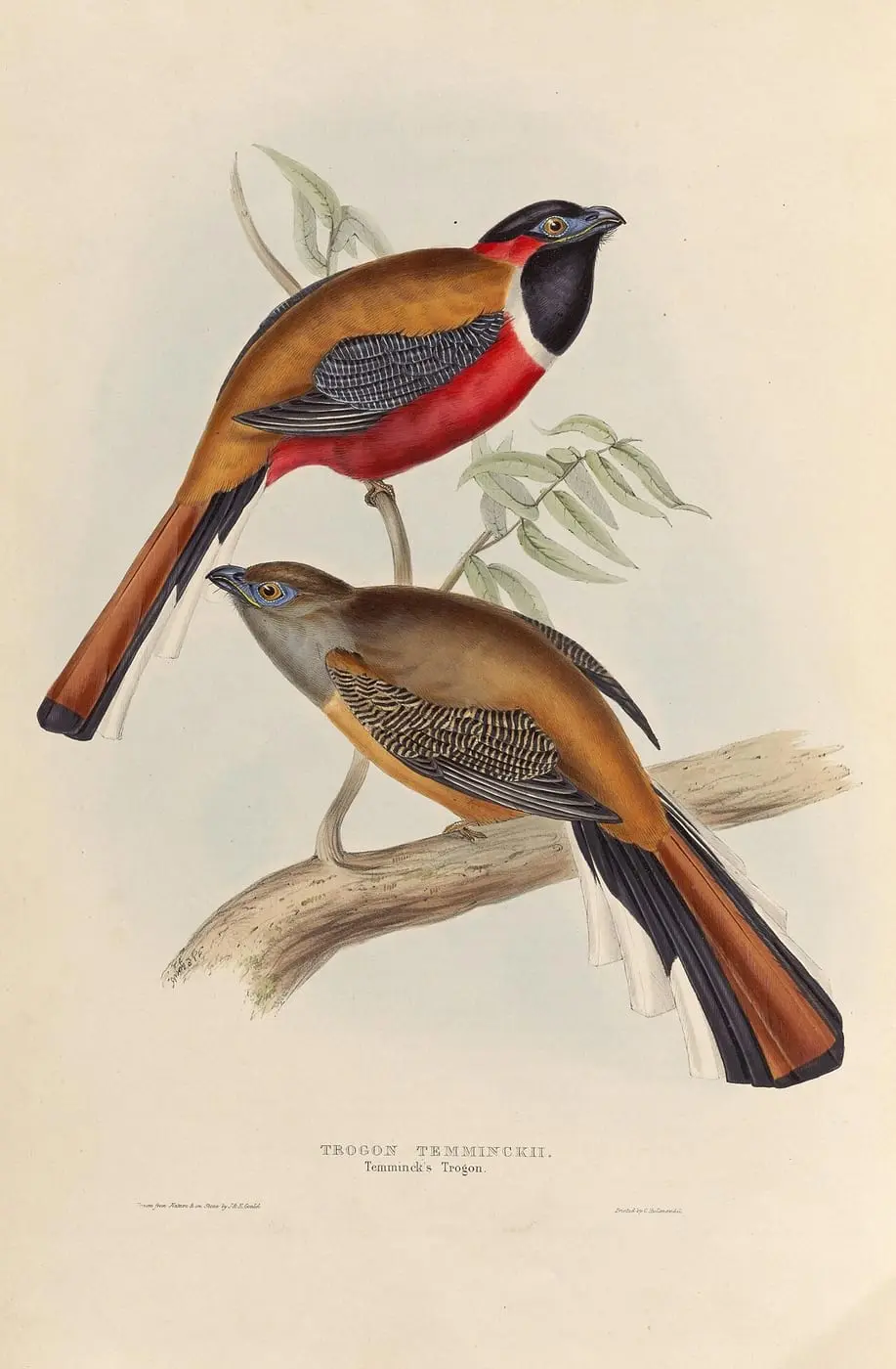 A monograph of the Trogonidae, or family of trogons by John Gould, canvas print