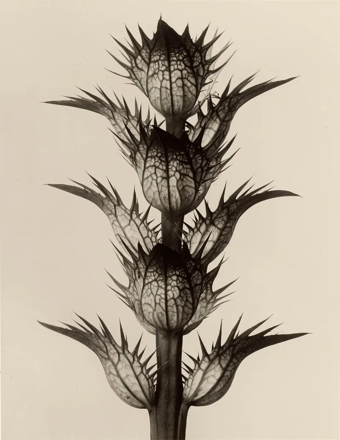 Acanthus mollis by Karl Blossfeldt, canvas print