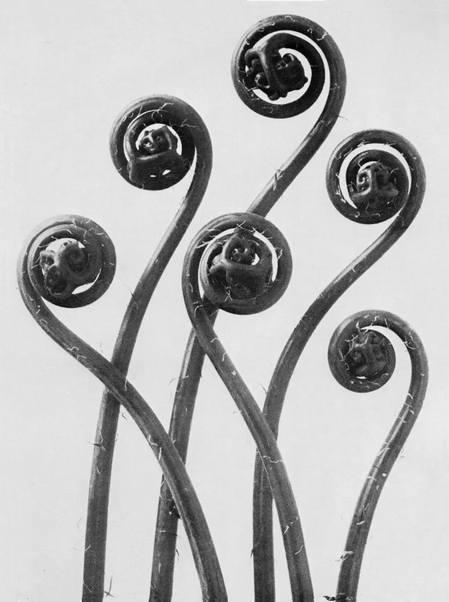 Adiantum pedatum by Karl Blossfeldt, canvas print