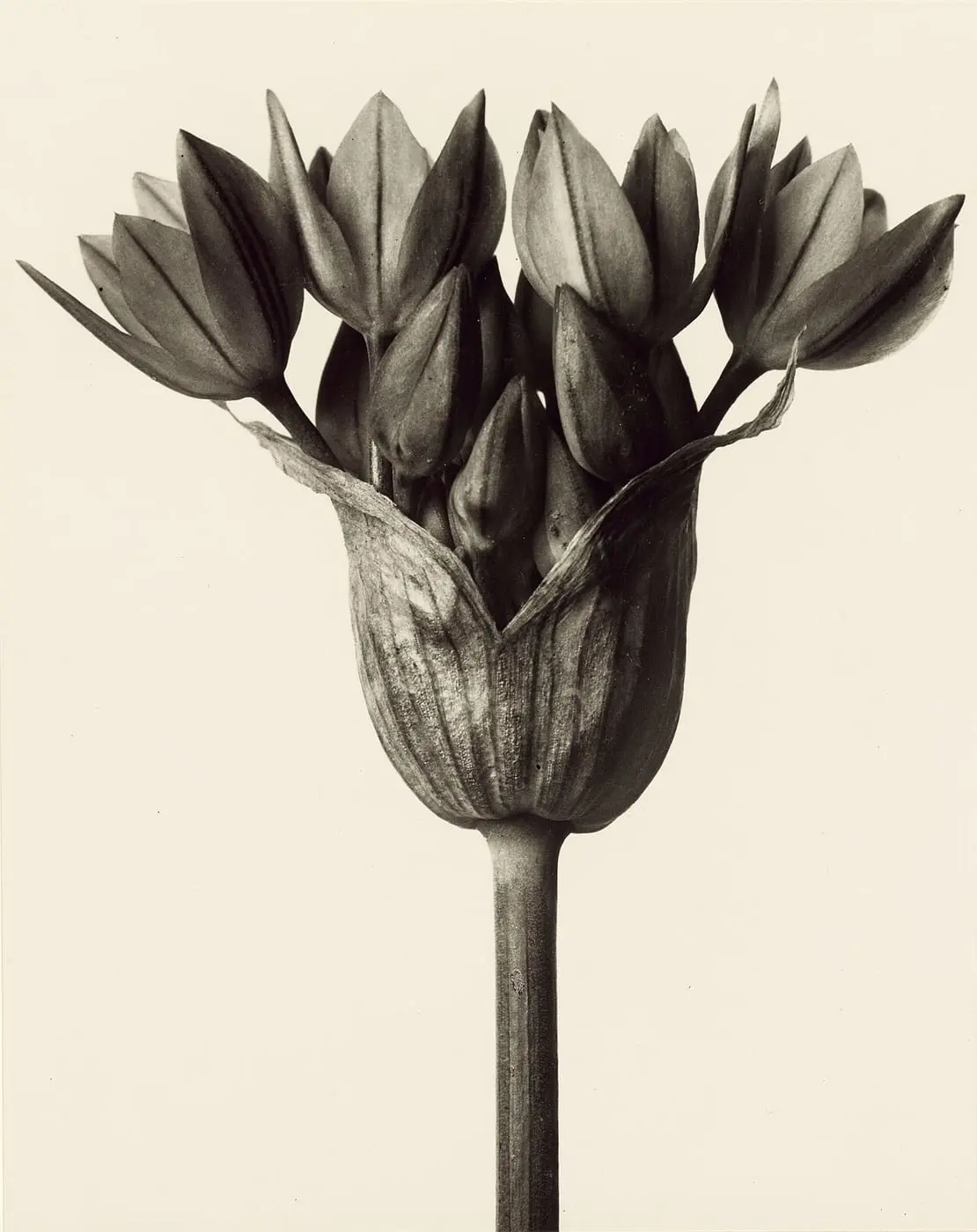 Knoblauchpflanze (Allium ostrowskianum) by Karl Blossfeldt, canvas print