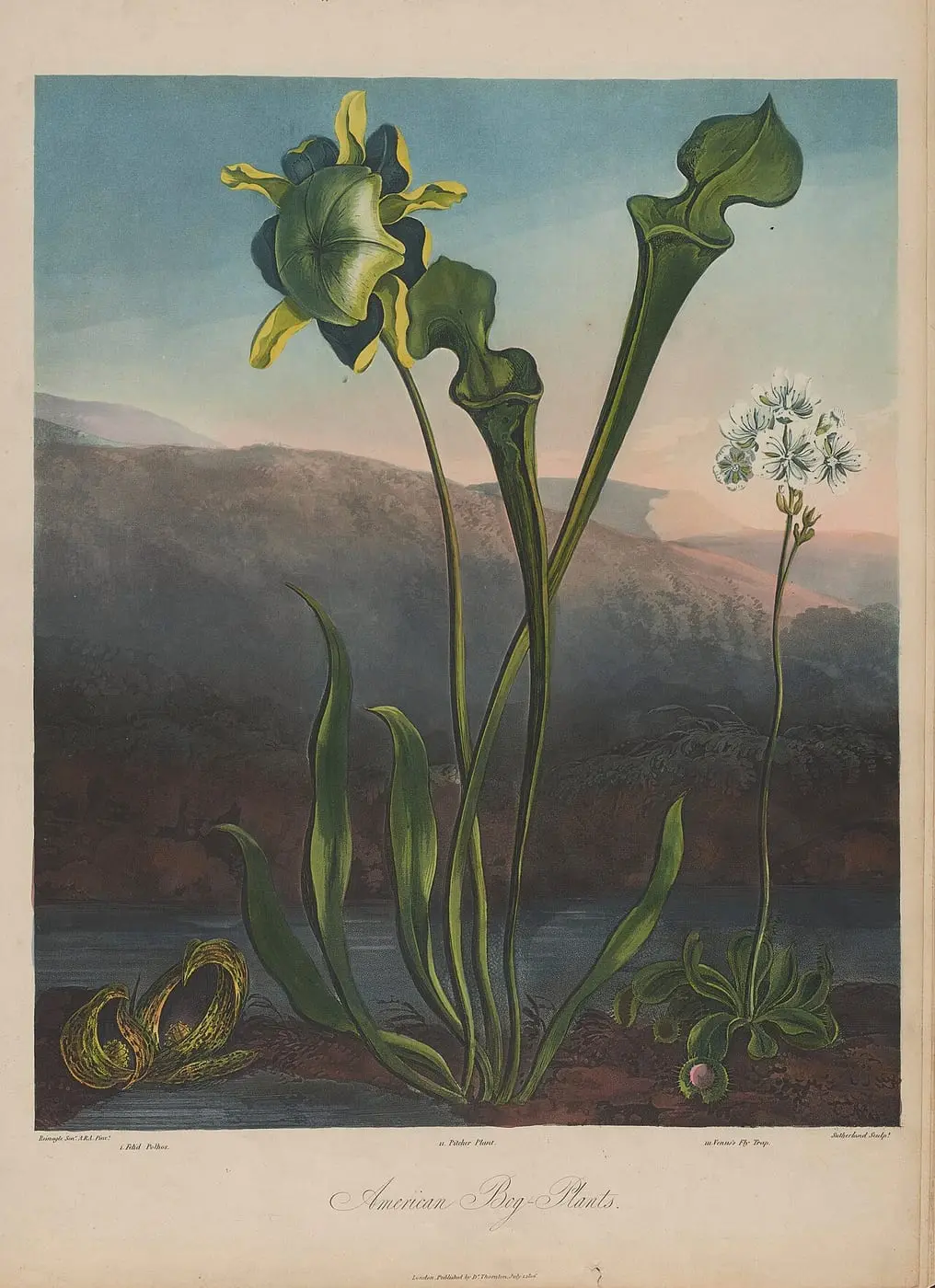 Amgueddfa Cymru, The American Bog Plants by Philip Reinagle, canvas print