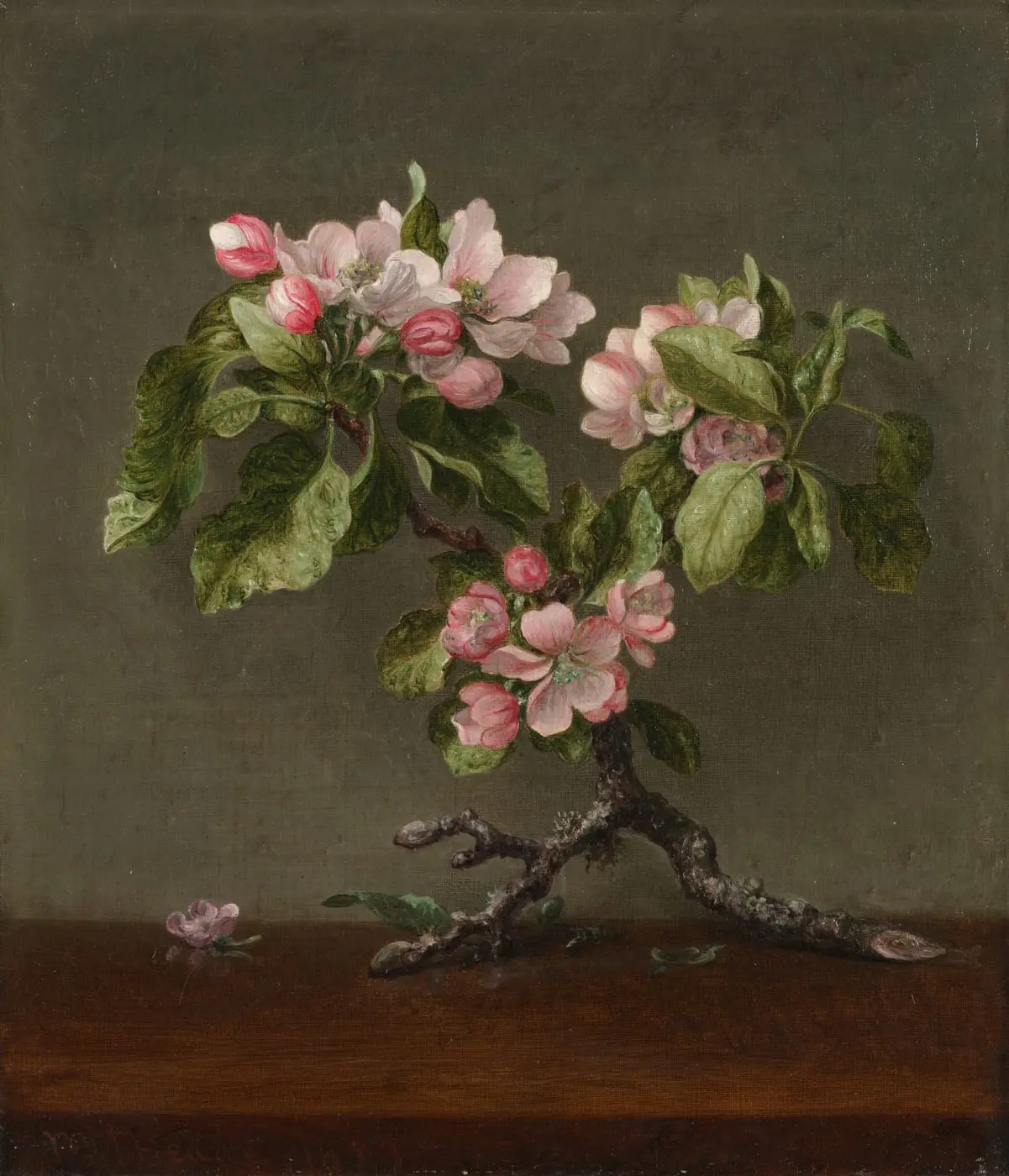 Apple Blossoms by Martin Johnson Heade, canvas print