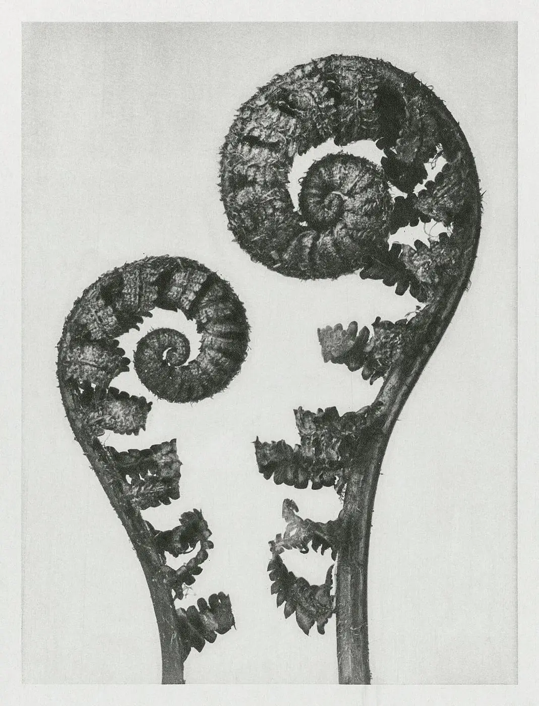 Shield Fern (Aspidium Filix Mas) by Karl Blossfeldt, canvas print
