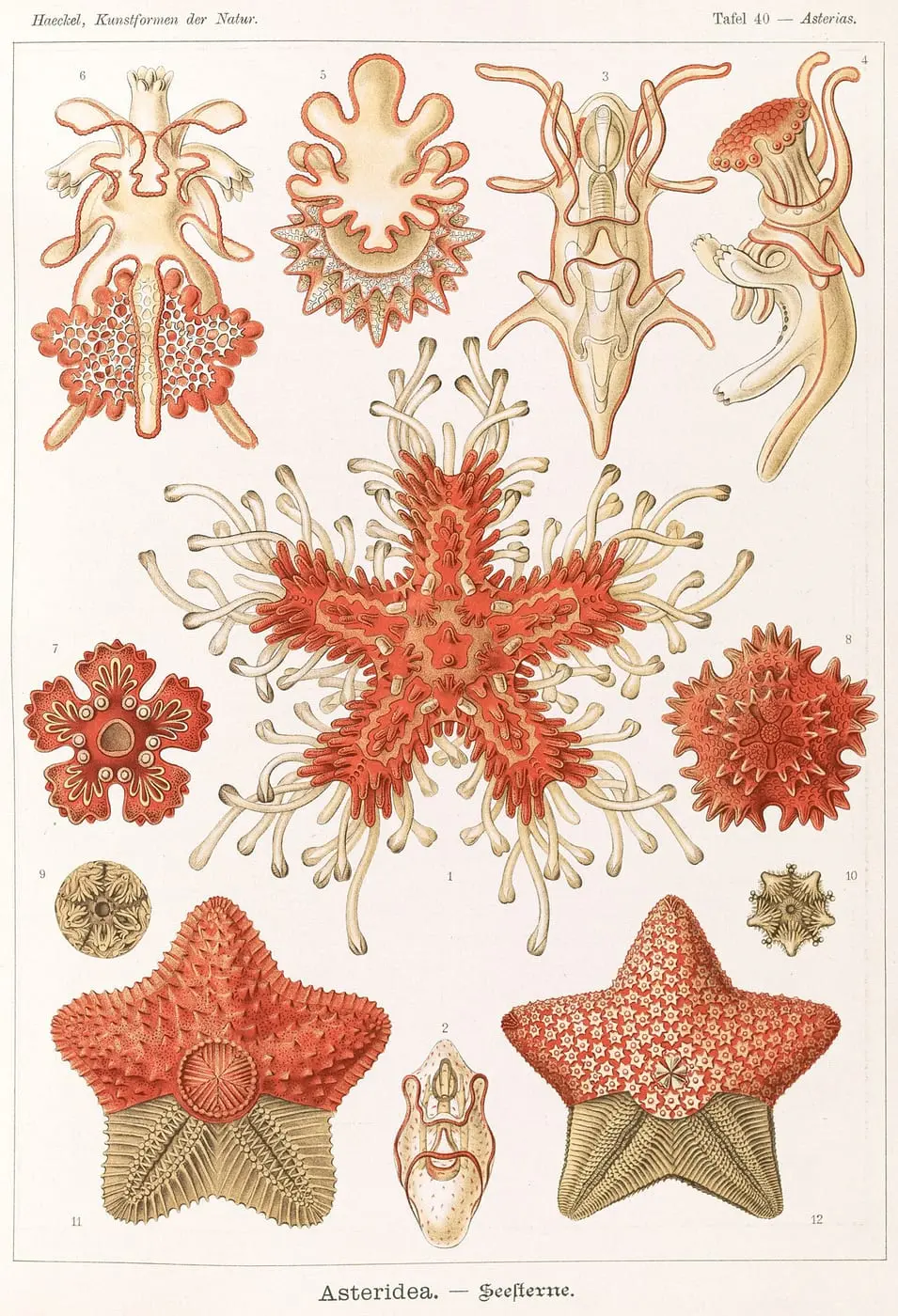 Asteridea by Ernst Haeckel, canvas print