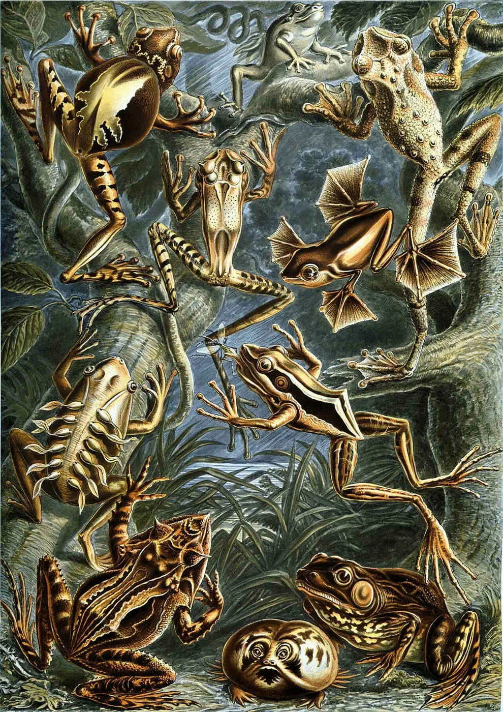 Batrachia by Ernst Haeckel, canvas print