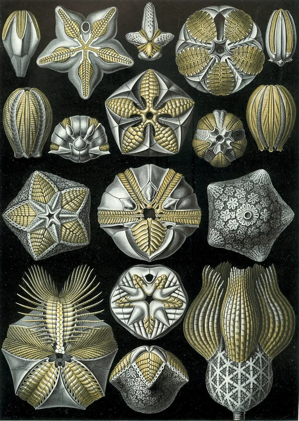 Blastoidea by Ernst Haeckel, canvas print