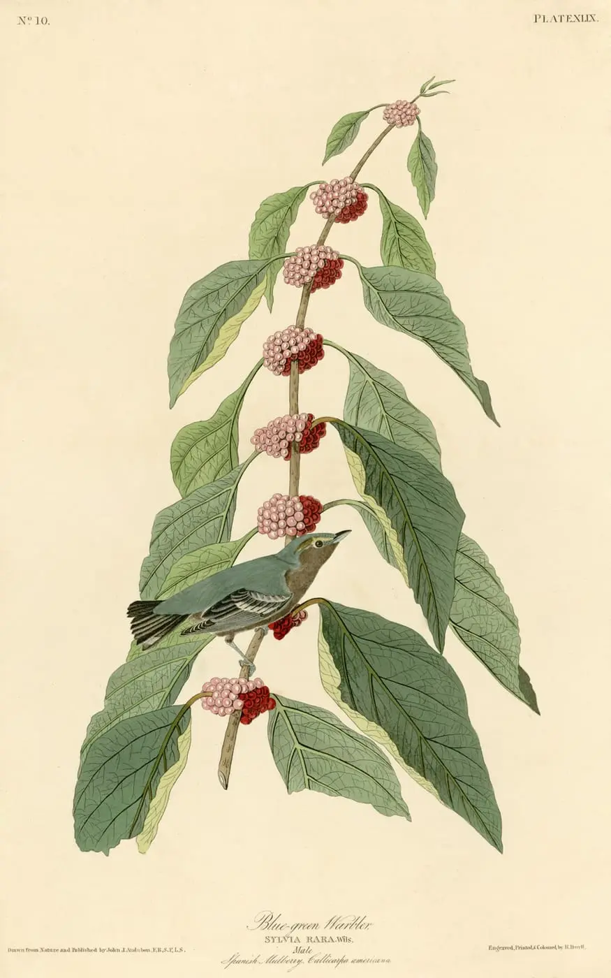 Blue-green Warbler by John James Audubon, canvas print