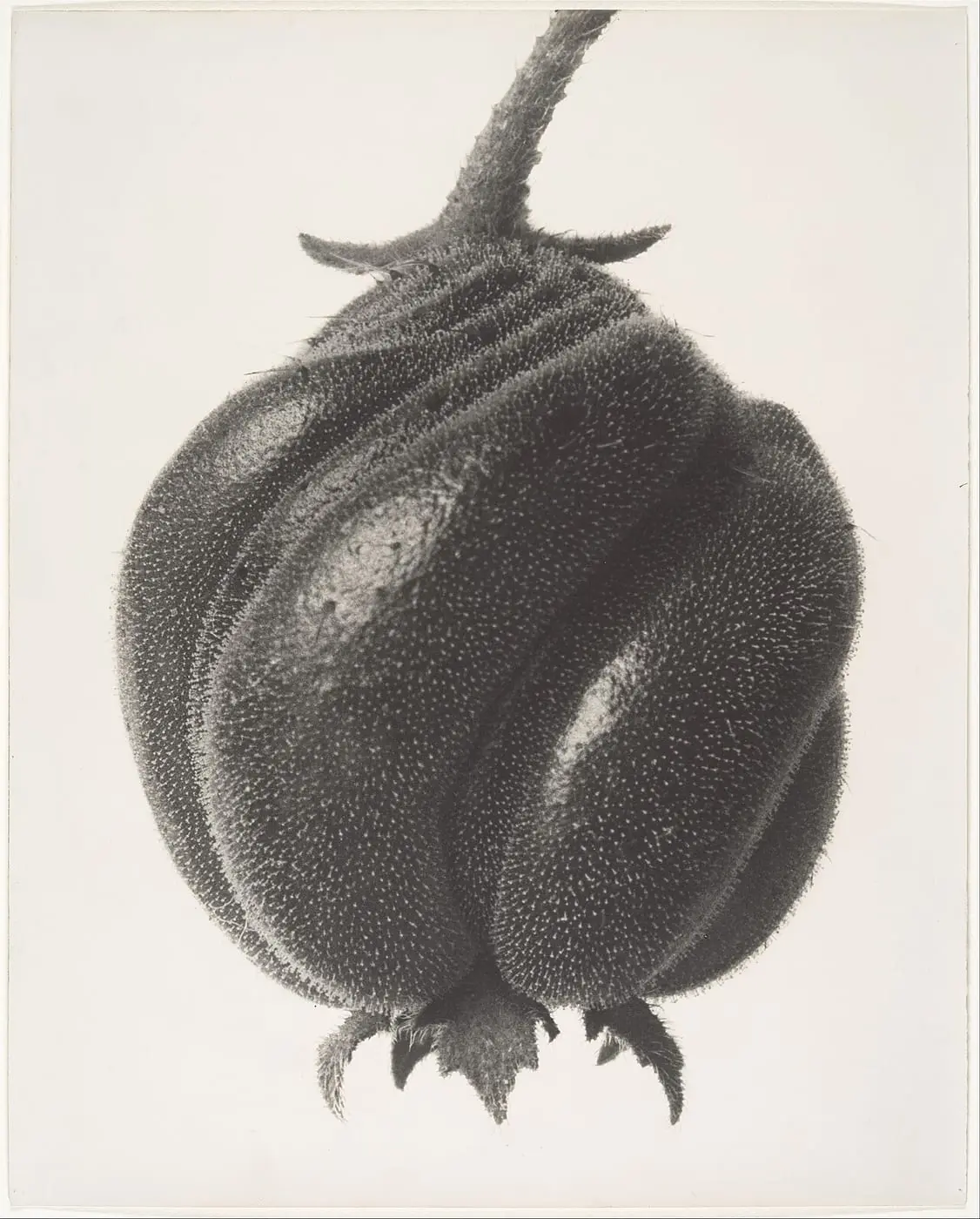 Blumenbachia hieronymi by Karl Blossfeldt, canvas print