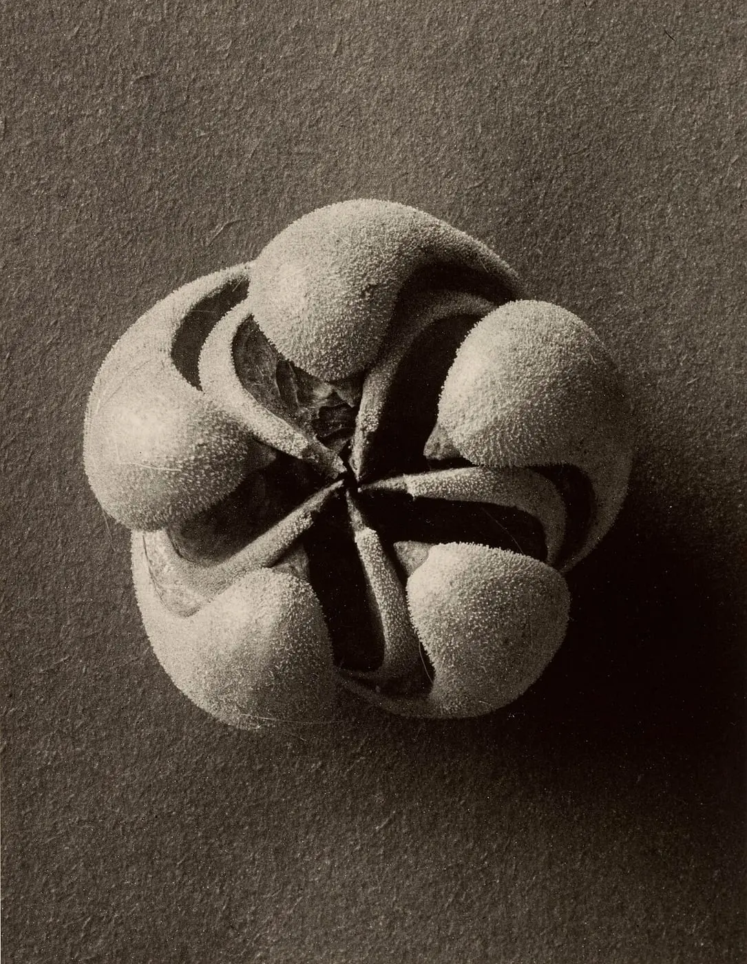 Blumenbachia hieronymi (Loasaceae) by Karl Blossfeldt, canvas print