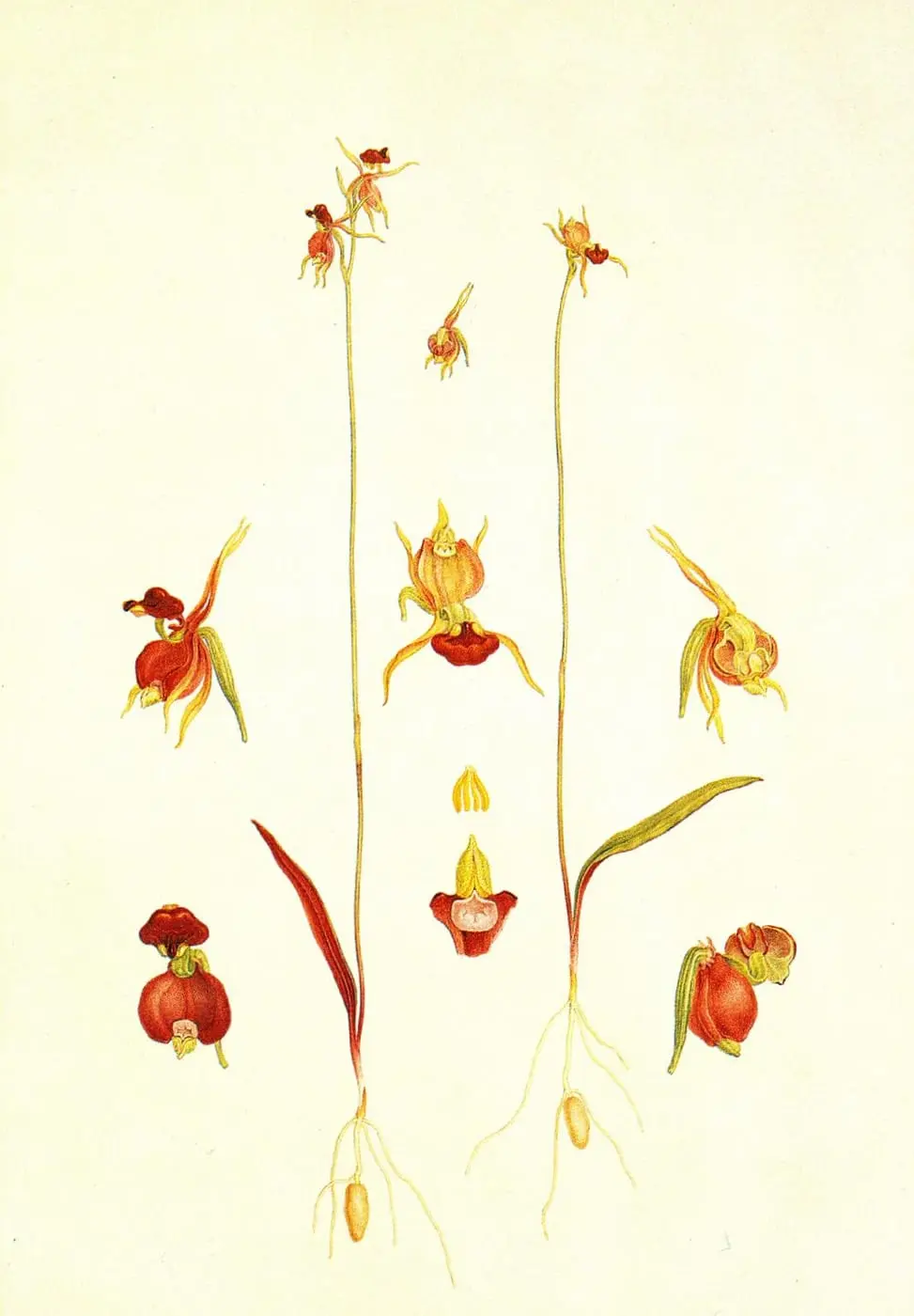 Caleana major by Ferdinand Bauer, canvas print