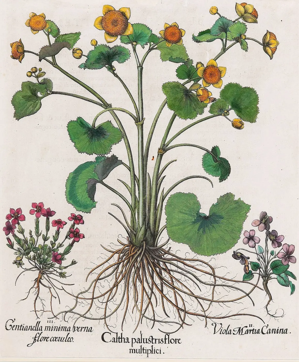 Caltha palustris flore by Basilius Besler, canvas print