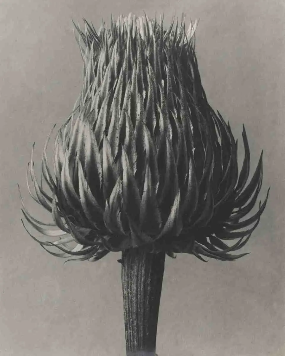 Carduus spec by Karl Blossfeldt, canvas print