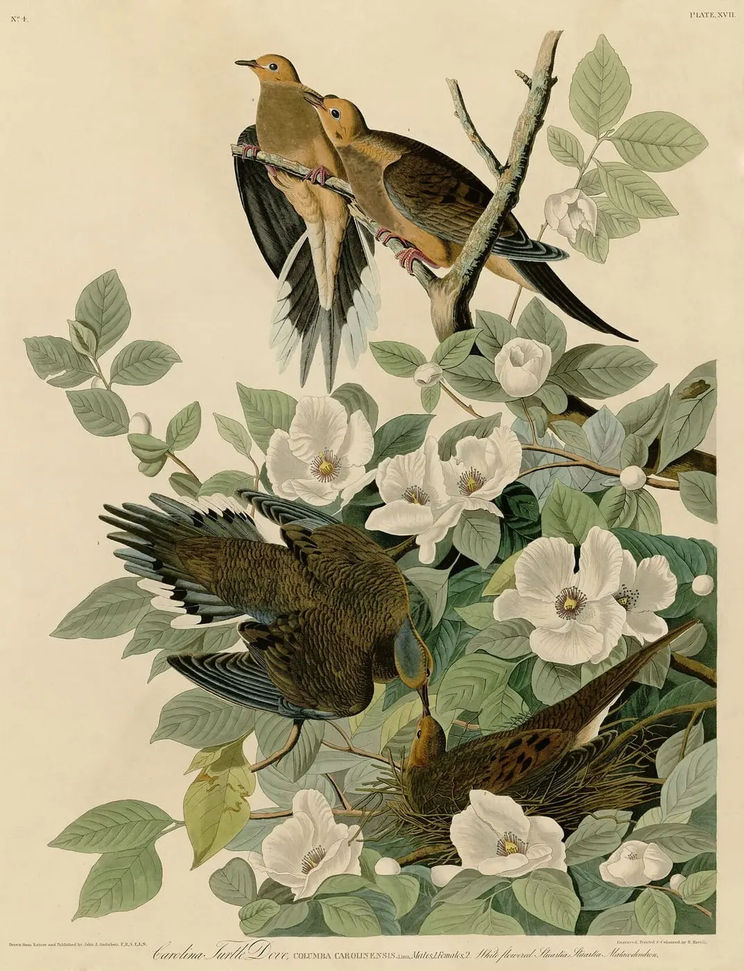 Carolina Turtle Dove (Zenaida macroura) by John James Audubon, canvas print