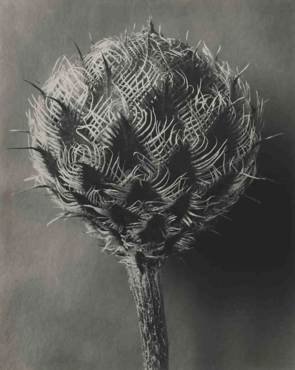 Centaurea kotschyana by Karl Blossfeldt, canvas print