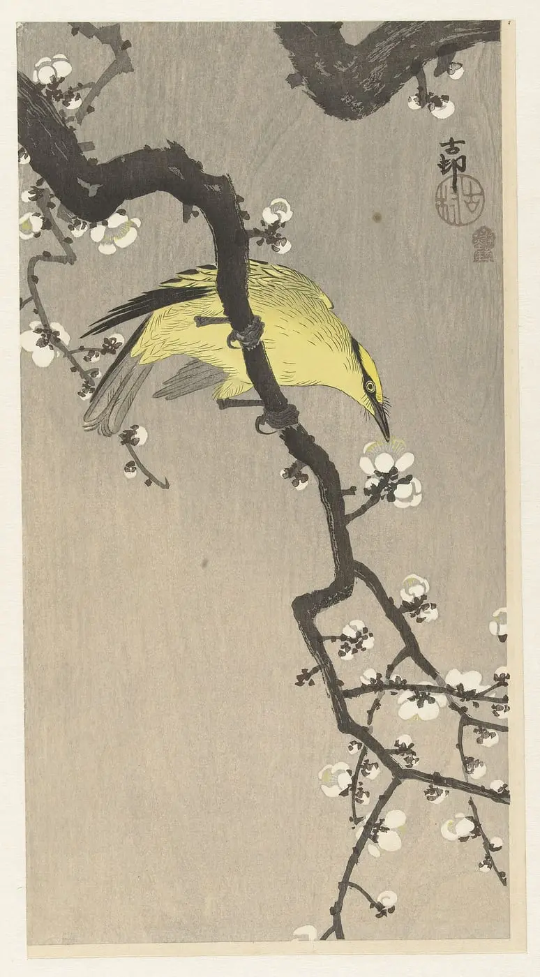 Chinese wielewaal op pruimenbloesemtak by Ohara Koson, canvas print