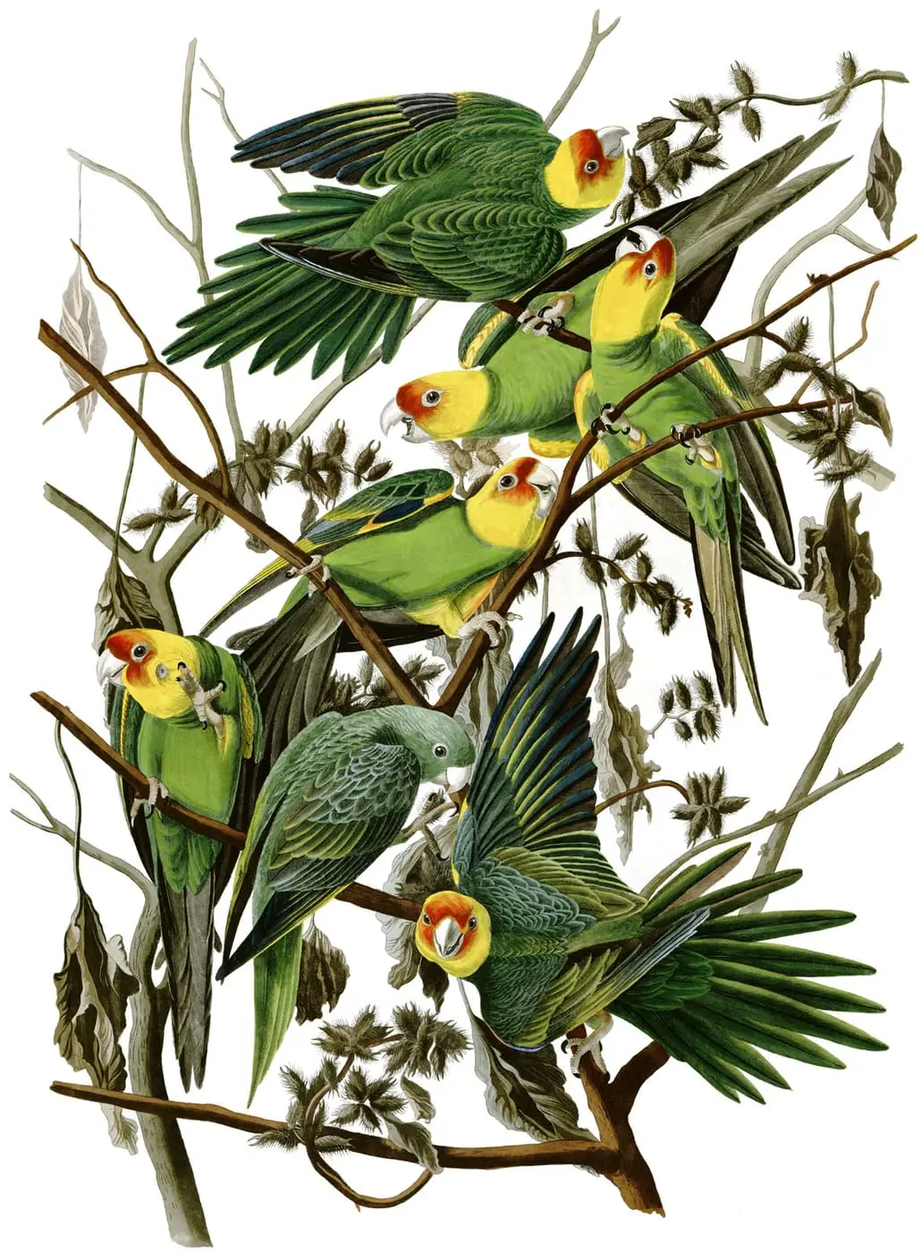 Carolina Parakeet (Conuropsis carolinensis) by John James Audubon, canvas print