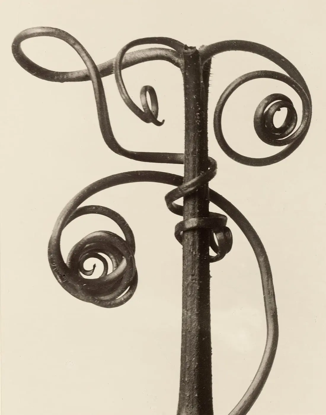Cucurbita by Karl Blossfeldt, canvas print