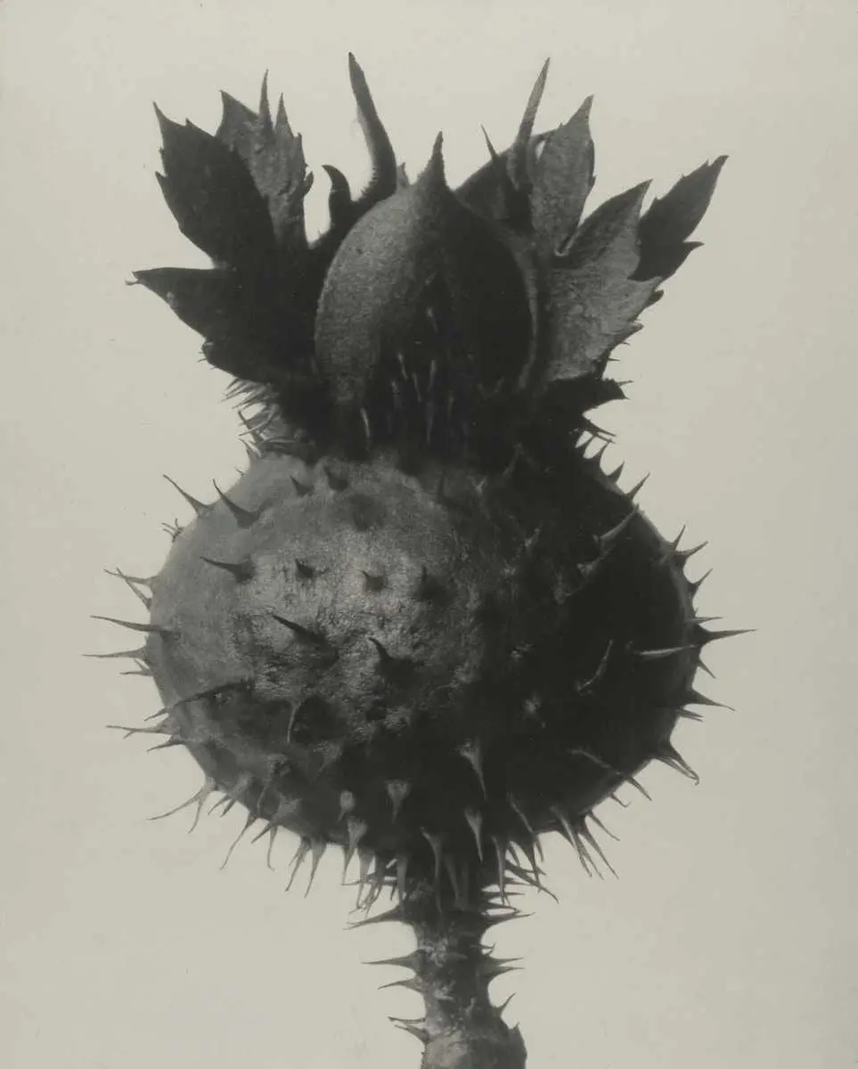 Datura spec by Karl Blossfeldt, canvas print