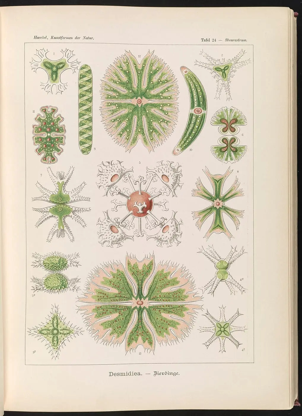 Desmidiea., Bierdinge by Ernst Haeckel, canvas print