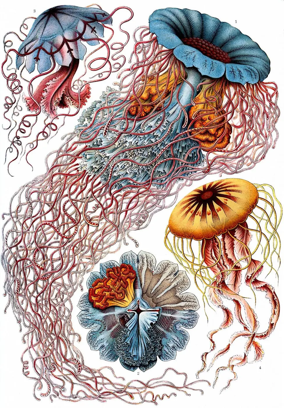 Discomedusae 8 by Ernst Haeckel, canvas print