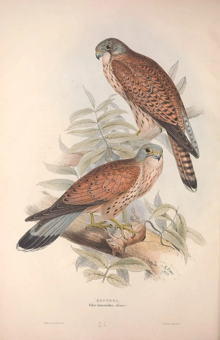 GouldBirdsEuropeIKestrel by John Gould, canvas print