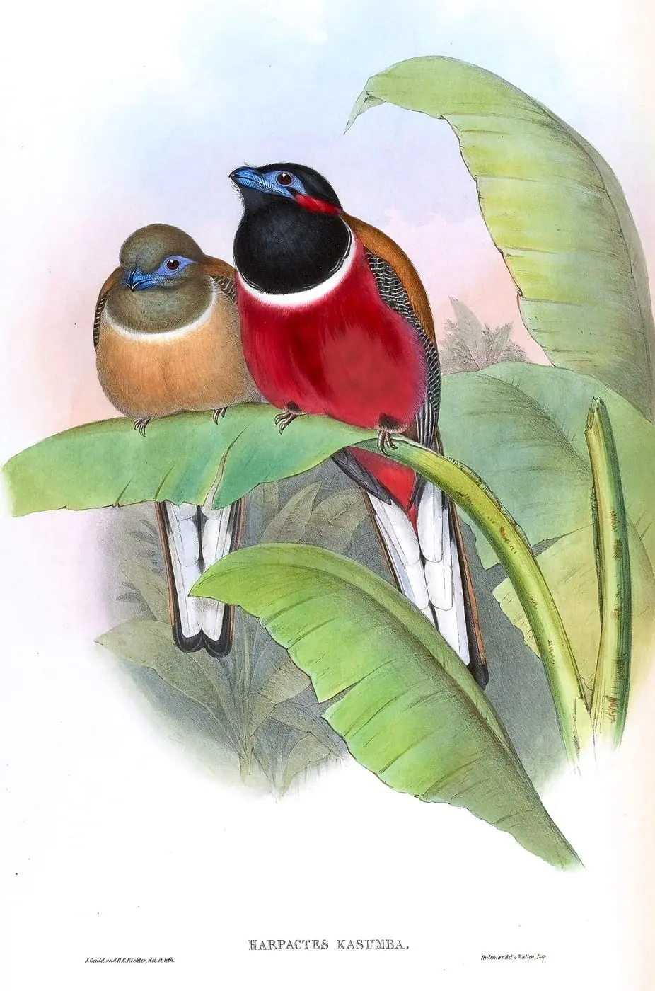 HarpactesKasumbaGould by John Gould, canvas print