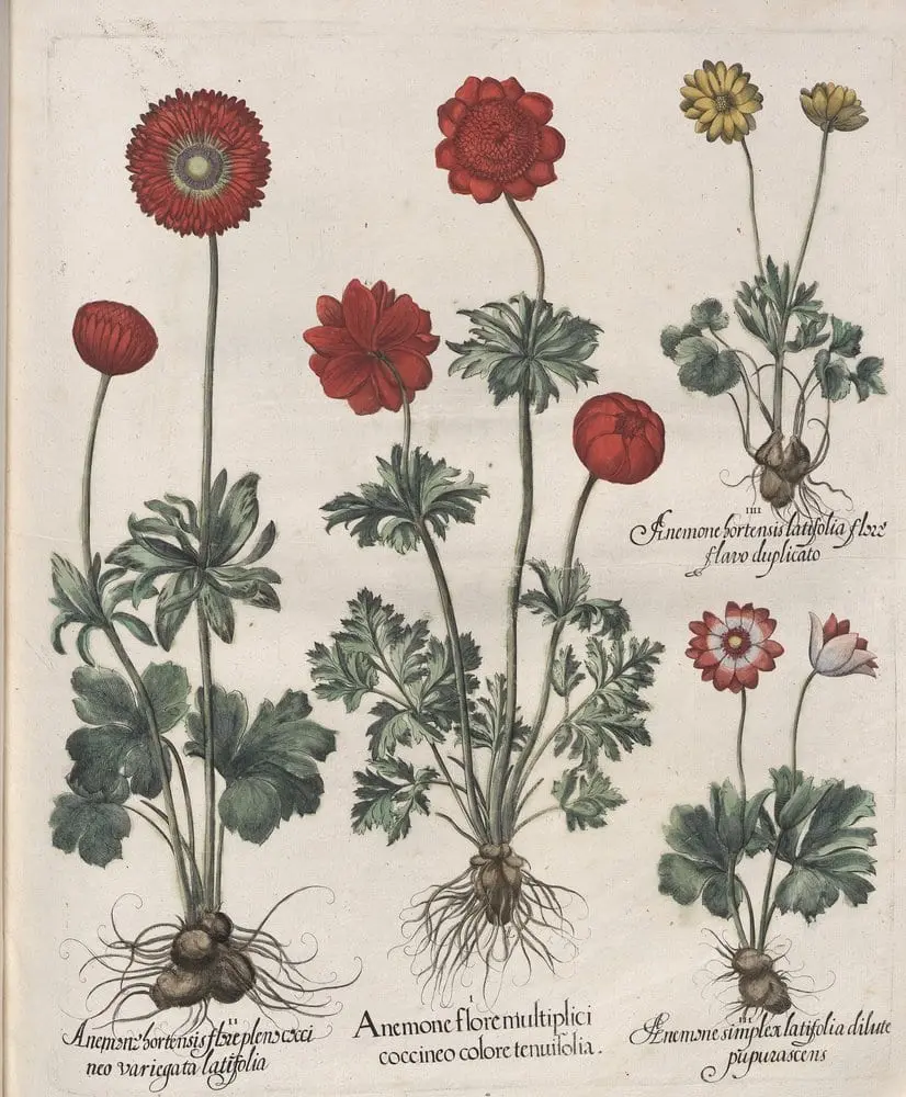 Hortus Eystettensis, Spring 1.18 by Basilius Besler, canvas print