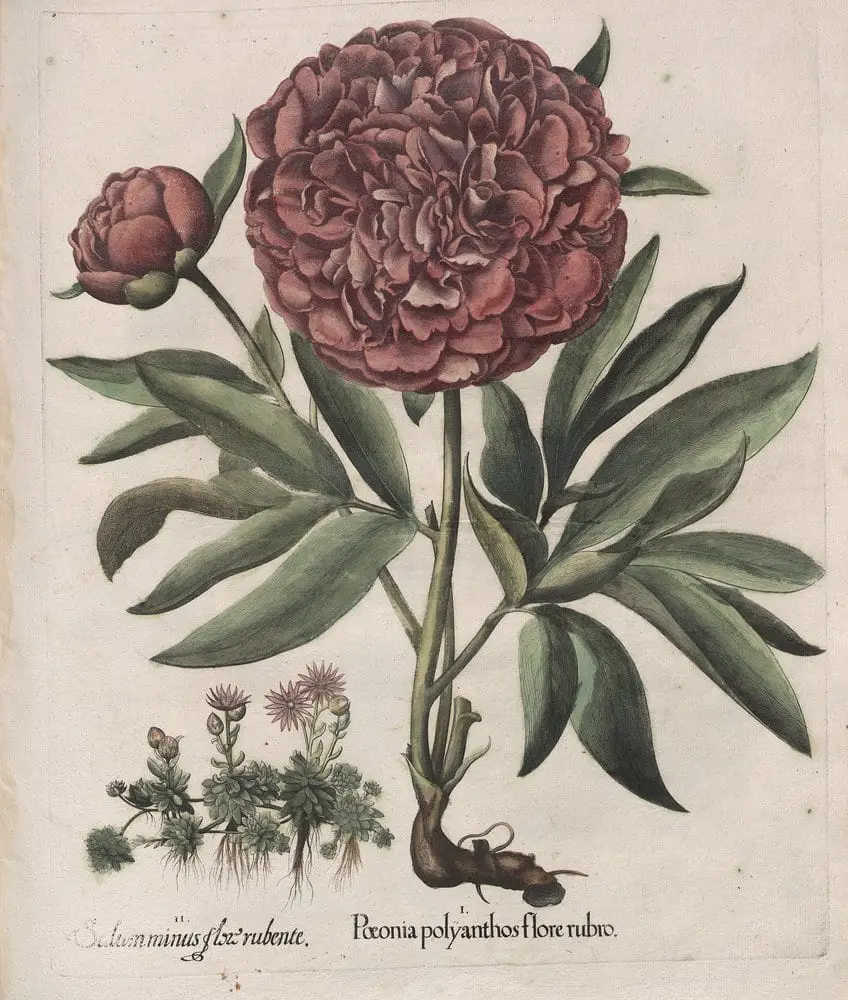 Hortus Eystettensis, Spring 6.8 by Basilius Besler, canvas print
