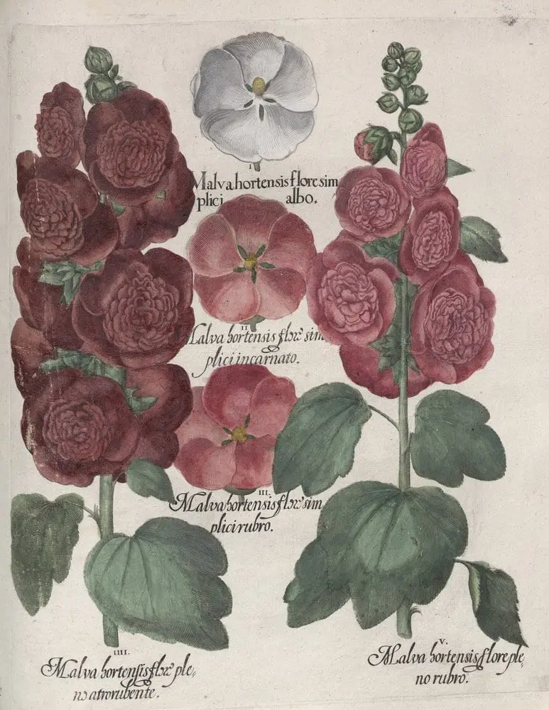 Hortus Eystettensis, Summer 6.8 by Basilius Besler, canvas print