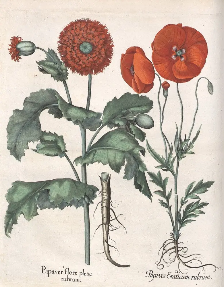 Hortus Eystettensis, Summer 12.7 by Basilius Besler, canvas print