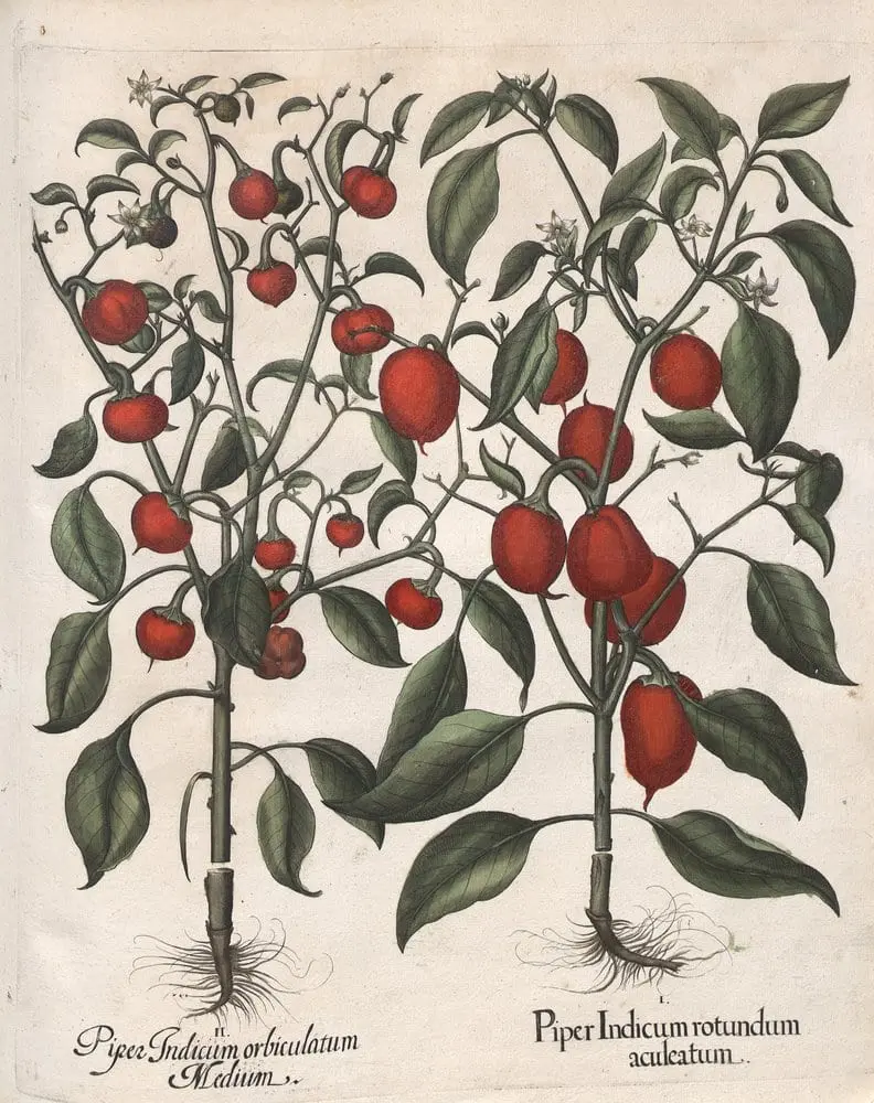 Hortus Eystettensis, Autumn 1.12 by Basilius Besler, canvas print