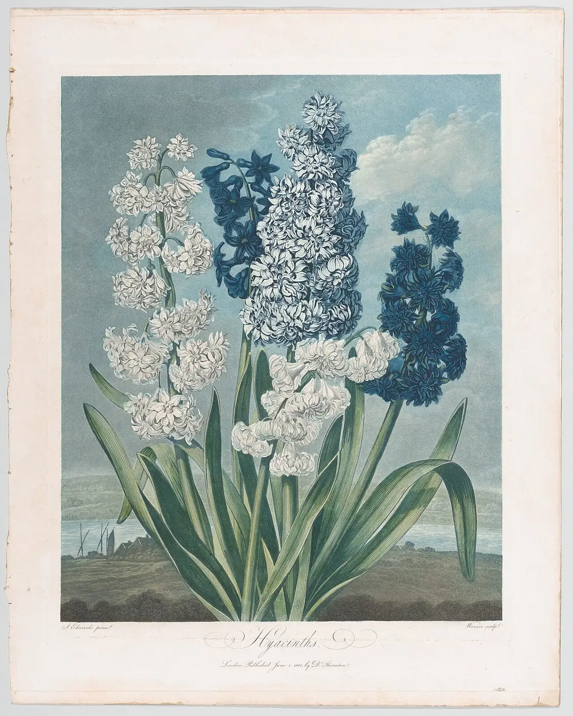 Hyacinths, from "The Temple of Flora, or Garden of Nature" by Robert John Thornton, canvas print