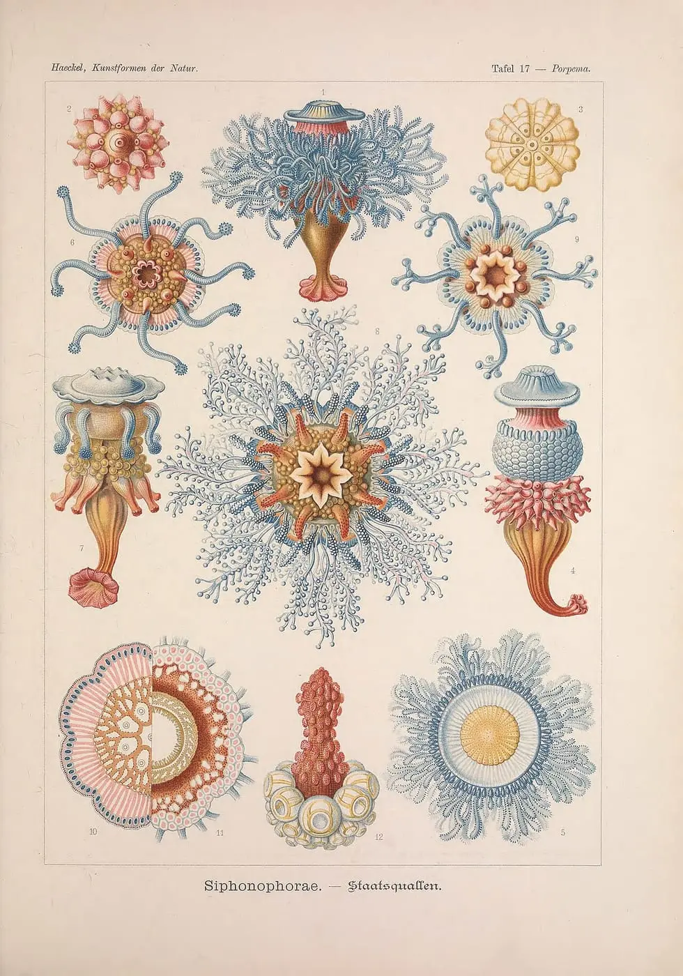 Kunstformen der Natur (Tafel 17): Siphonophorae by Ernst Haeckel, canvas print