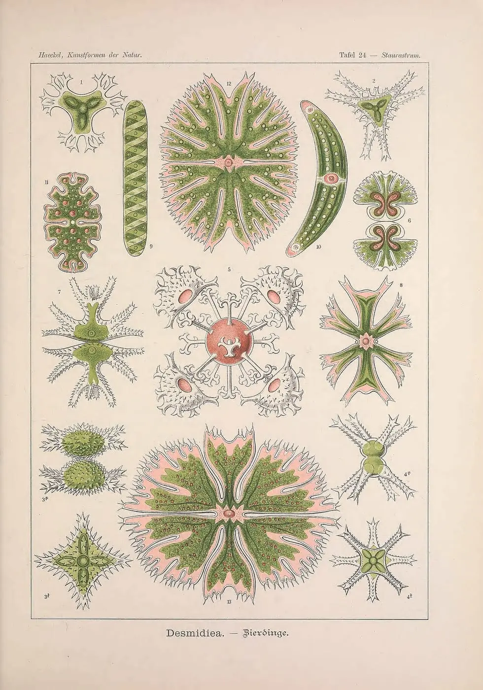 Kunstformen der Natur (Tafel 24) by Ernst Haeckel, canvas print