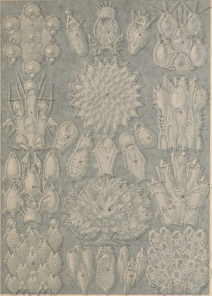 Kunstformen der Natur (Tafel 33) by Ernst Haeckel, canvas print