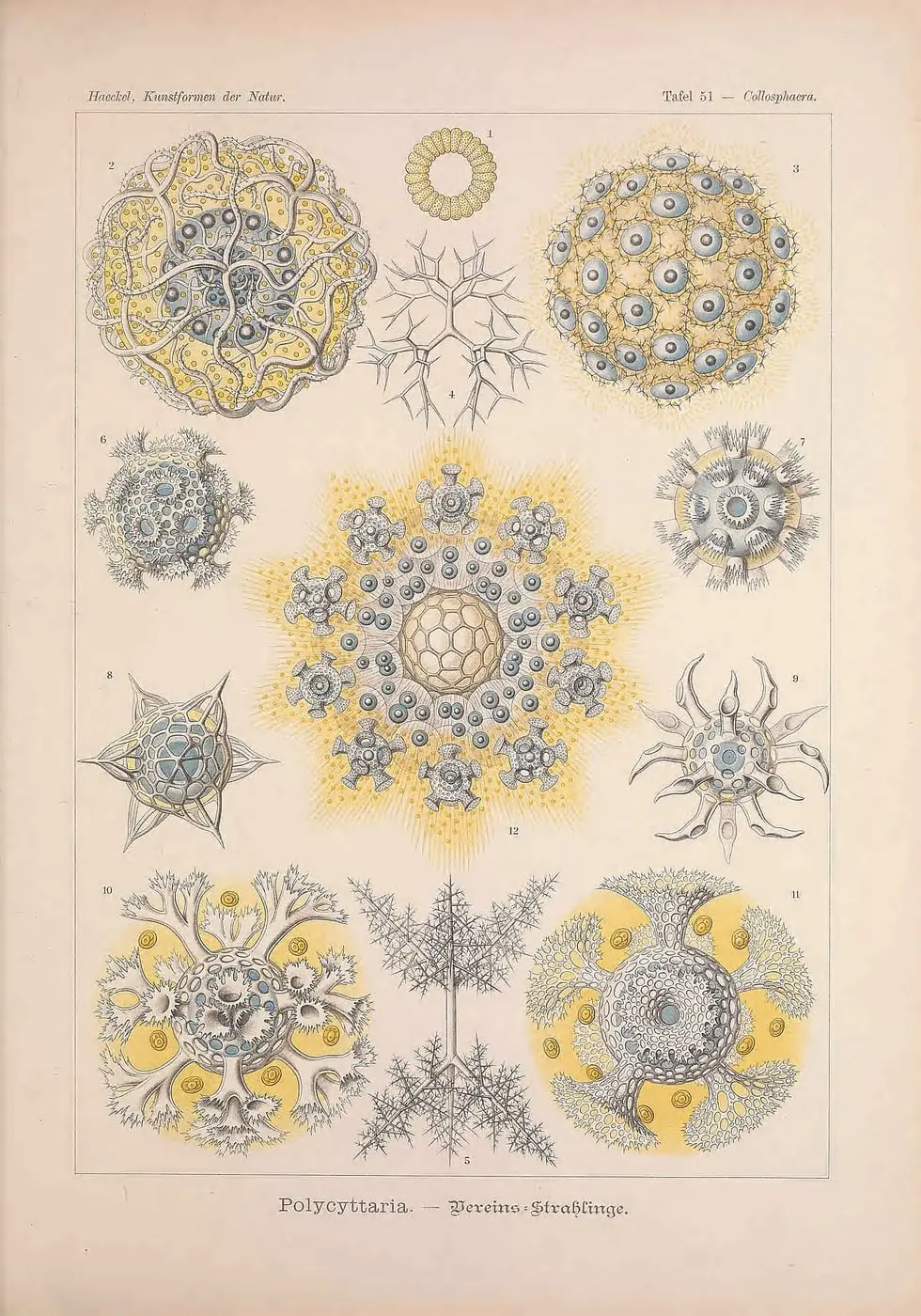 Kunstformen der Natur (Tafel 51) by Ernst Haeckel, canvas print