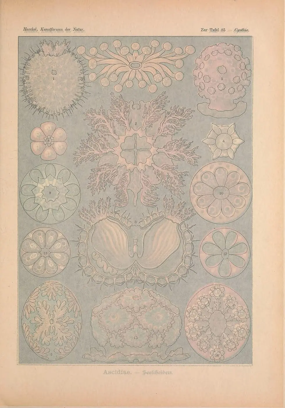 Kunstformen der Natur (Tafel 85) by Ernst Haeckel, canvas print