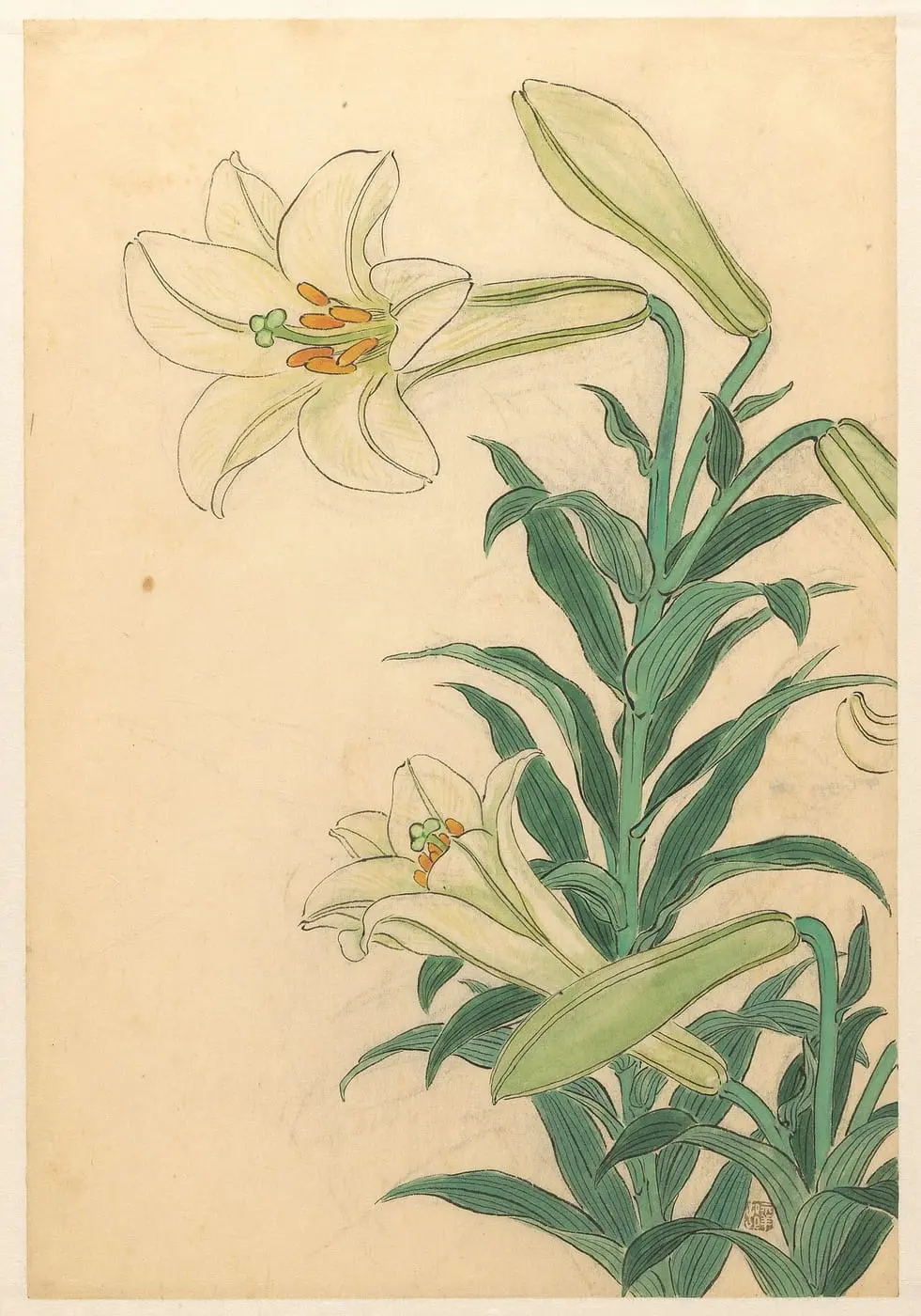 Lelies Teppoyuri by Ohara Koson, canvas print