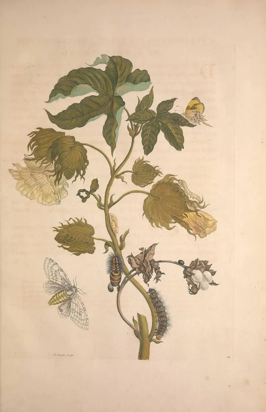 Metamorphosis insectorum surinamensium (Pl. 10) by Maria Sibylla Merian, canvas print