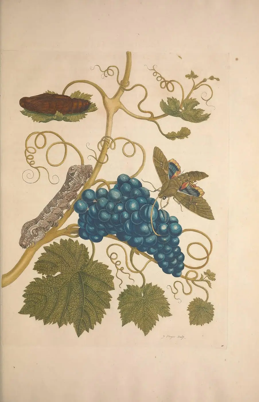 Metamorphosis insectorum surinamensium (Pl. 34) by Maria Sibylla Merian, canvas print