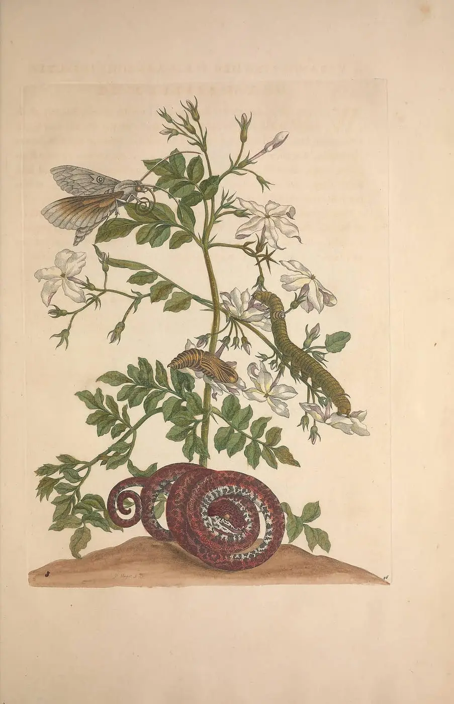 Metamorphosis insectorum surinamensium (Pl. 46) by Maria Sibylla Merian, canvas print