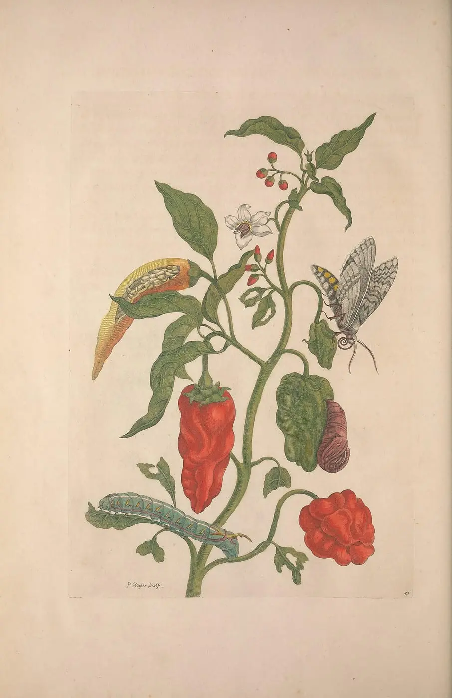 Metamorphosis insectorum surinamensium (Pl. 55) by Maria Sibylla Merian, canvas print
