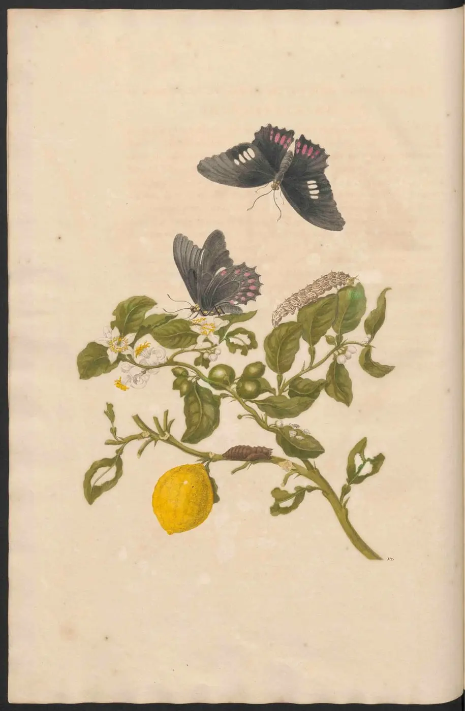 Metamorphosis insectorum Surinamensium, Plate 17 by Maria Sibylla Merian, canvas print