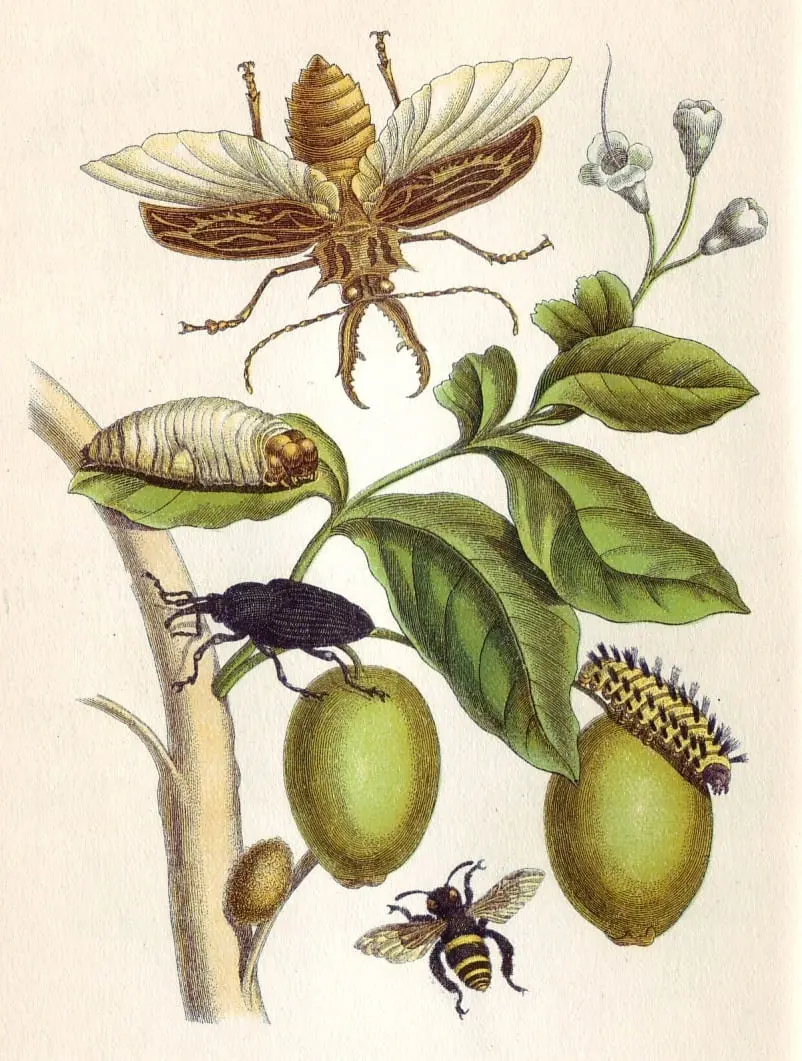 Metamorphosis XLVIII by Maria Sibylla Merian, canvas print