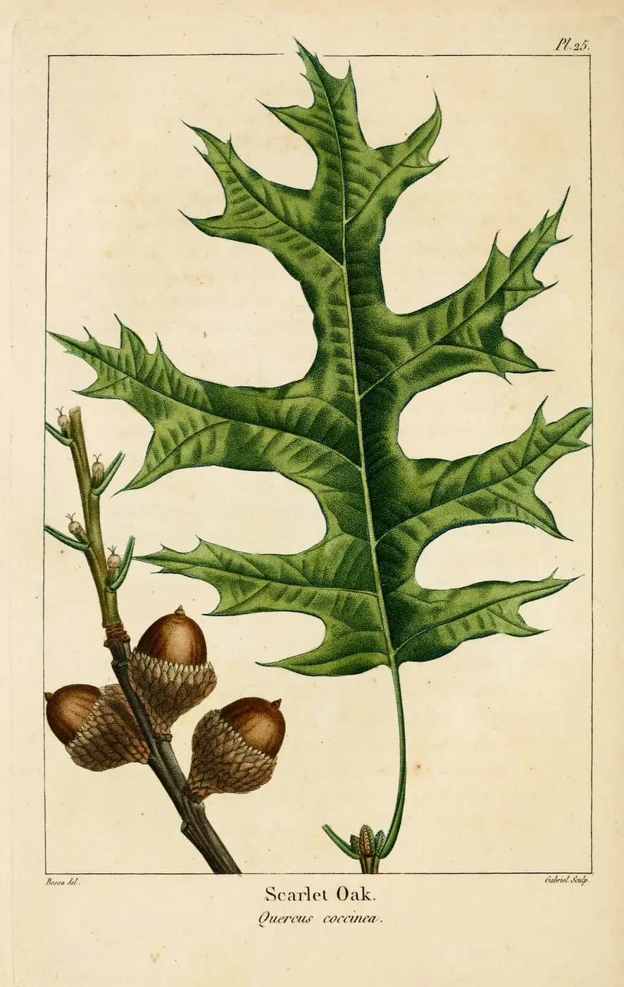 Scarlet Oak (Quercus coccinea) by Pancrace Bessa, canvas print