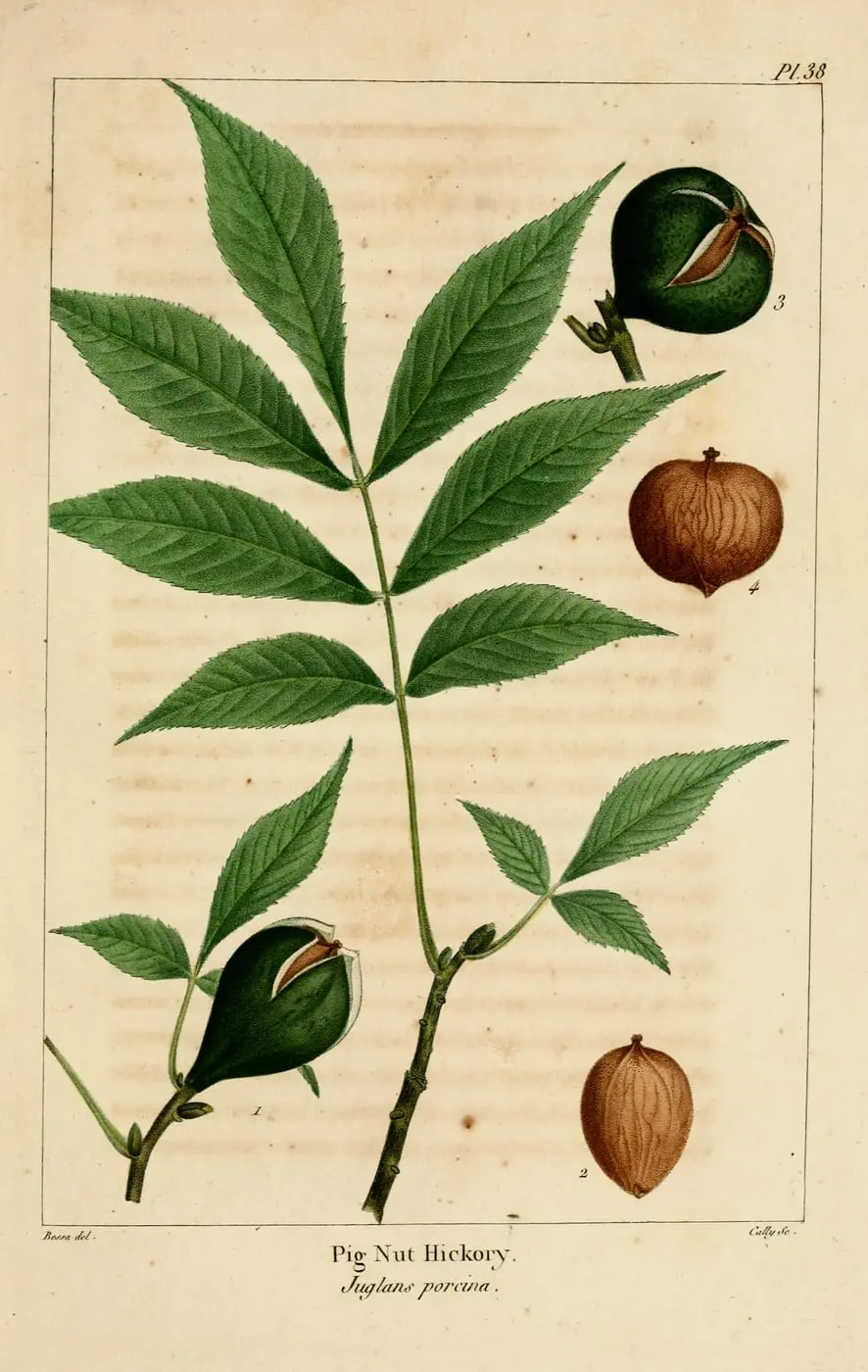 Pig Nut Hickory (Carya glabra) by Pancrace Bessa, canvas print